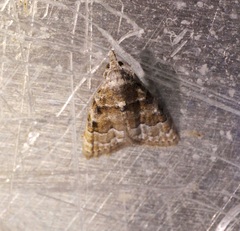Nola bifascialis