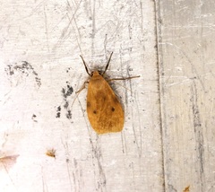 Paralithosia shaowuica
