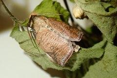 Beara tortriciformis