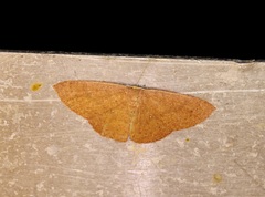 Perixera minorata