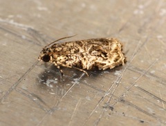 Phaecasiophora leechi