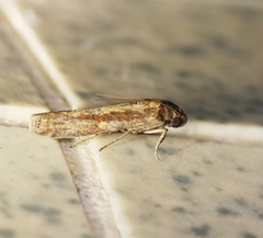 Phycita cirrhodelta