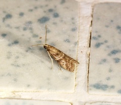 Sacculocornutia