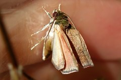 Beara tortriciformis