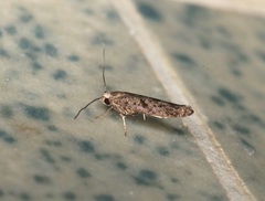 Praydidae