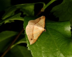 Pseudonadagara semicolor