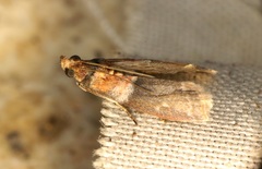 Ptyomaxia swinhoeella