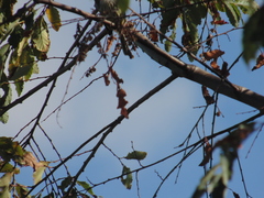 Anairetes parulus parulus