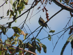 Anairetes parulus parulus