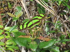 Philaethria dido