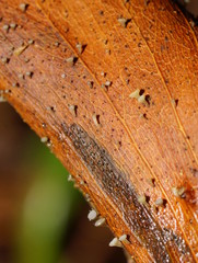 Hymenotorrendiella eucalypti image