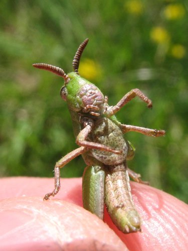 Green-striped Grasshopper, photo 7 of 10