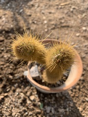 Bergerocactus