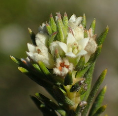Phylica confusa