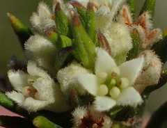 Phylica confusa