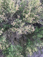 Baccharis sarothroides