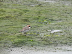 Charadrius mongolus