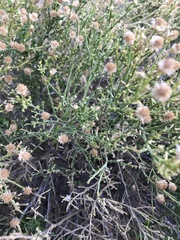 Baccharis sarothroides