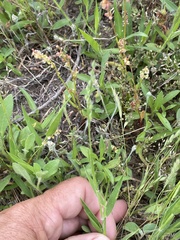 Urochloa ciliatissima