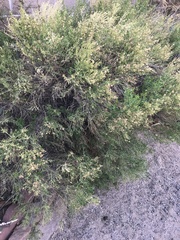Baccharis sarothroides