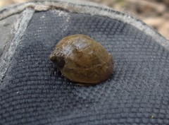 Ampullaceana balthica