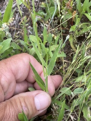 Urochloa ciliatissima