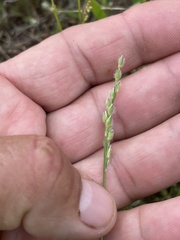 Urochloa ciliatissima