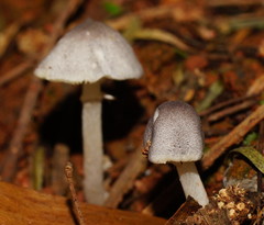 Lepiota fuliginosa
