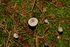 Lepiota fuliginosa