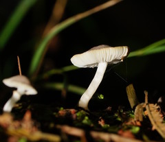 Lepiota fuliginosa