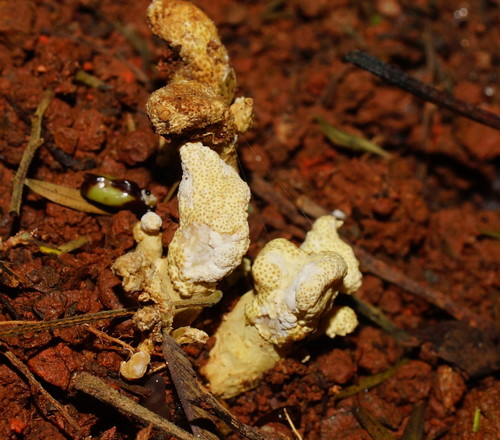 Cordyceps cranstounii image