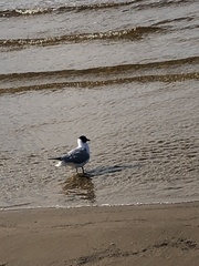 Chroicocephalus ridibundus