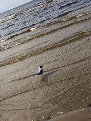 Chroicocephalus ridibundus