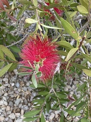 Melaleuca