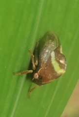 Smilia fasciata