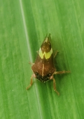 Smilia fasciata