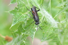 Macrophya annulata