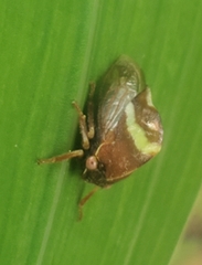 Smilia fasciata