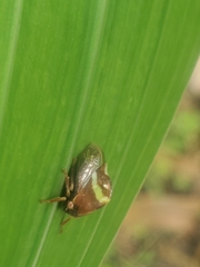 Smilia fasciata