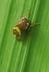 Smilia fasciata