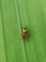 Smilia fasciata