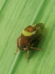 Smilia fasciata