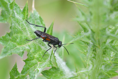Macrophya annulata