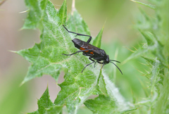 Macrophya annulata