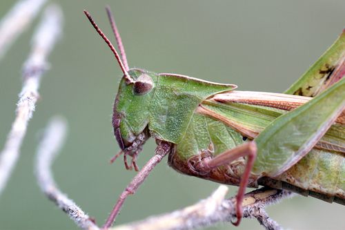 Green-striped Grasshopper, photo 8 of 10