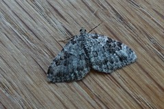 Xanthorhoe iduata