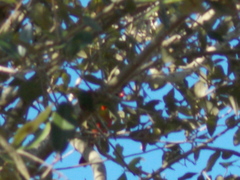 Cardinalis cardinalis