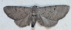 Exelis pyrolaria