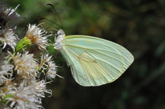 Pseudopieris nehemia