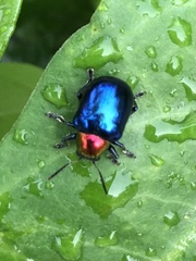 Parheminodes pulcher